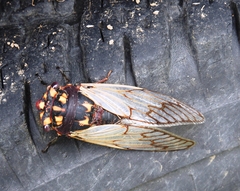 Macrotristria angularis