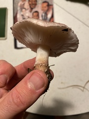 Lepiota decorata