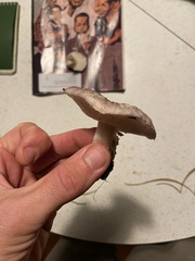 Lepiota decorata