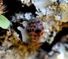 Exoplectra fulgurata