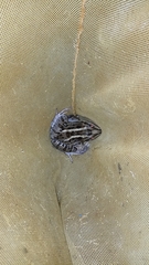 Leptodactylus luctator