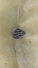 Leptodactylus luctator