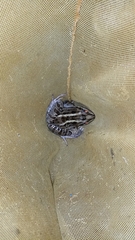 Leptodactylus luctator