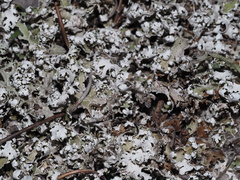 Cladonia prostrata