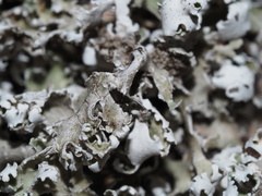 Cladonia prostrata