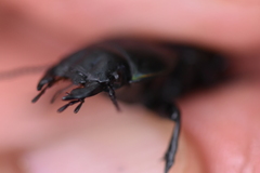 Pasimachus cardioderus