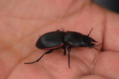 Pasimachus cardioderus