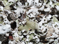 Cladonia prostrata