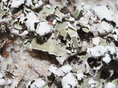 Cladonia prostrata