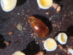 Sericoderus