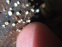 Sericoderus