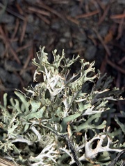 Platismatia stenophylla