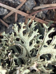 Platismatia stenophylla