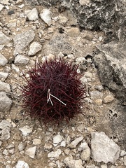 Echinomastus johnsonii