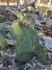 Opuntia pyrocarpa