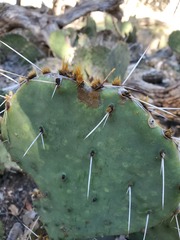 Opuntia pyrocarpa
