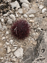 Echinomastus johnsonii