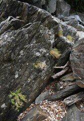 Pogonatherum crinitum