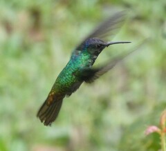 Chrysuronia oenone