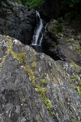 Pogonatherum crinitum