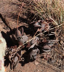 Crassula swaziensis