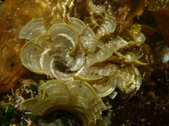 Padina fraseri