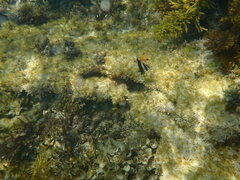 Pseudogoniistius nigripes