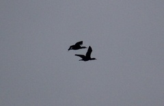 Phalacrocorax carbo