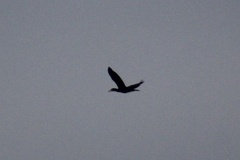 Phalacrocorax carbo