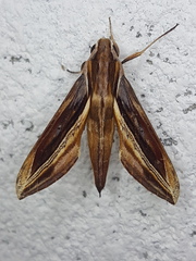 Xylophanes pyrrhus