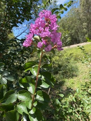 Lagerstroemia indica