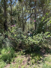 Lagerstroemia indica