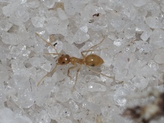 Nylanderia phantasma