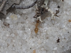 Nylanderia phantasma