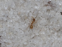 Nylanderia phantasma