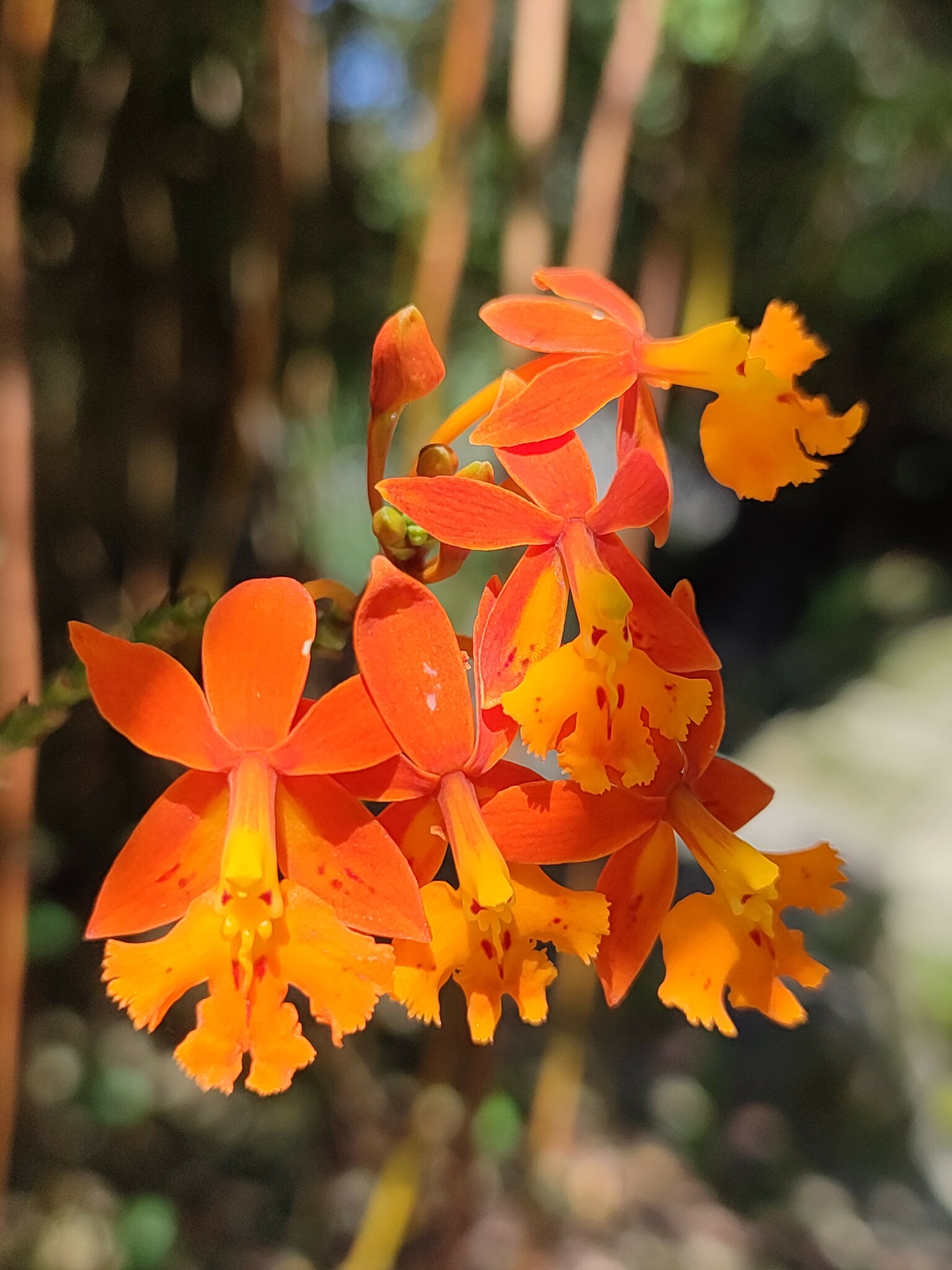 Imagem de Mini orquídea