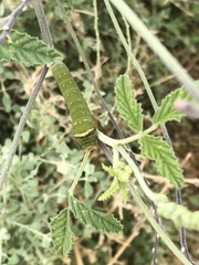Papilio demoleus sthenelus