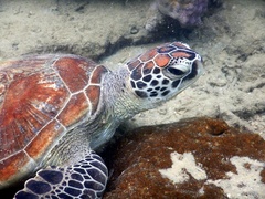 Chelonia mydas