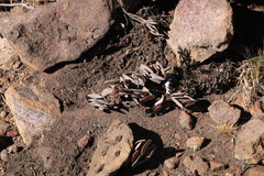 Crassula swaziensis