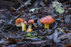 Hygrocybe laetissima