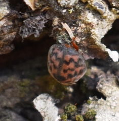 Exoplectra fulgurata