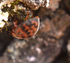 Exoplectra fulgurata