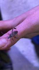 Leptoglossus corculus