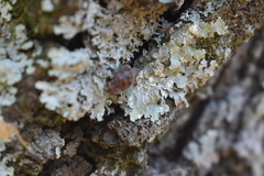 Exoplectra fulgurata