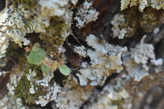 Exoplectra fulgurata