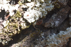 Exoplectra fulgurata