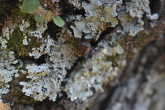 Exoplectra fulgurata