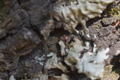 Exoplectra fulgurata