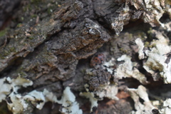 Exoplectra fulgurata