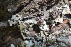 Exoplectra fulgurata